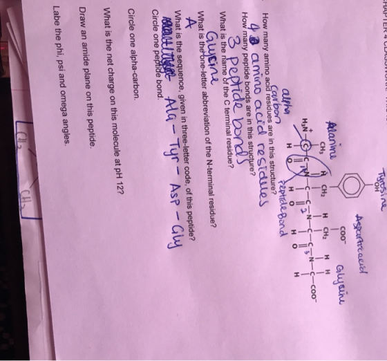 -HAPTER 4 CLAUOVOR Tyrosine O Asparticauid Ho iX !! HOH Peptide Bond Alanie Y qoo Guysine Сн, / сн. н сH, Hн fan-e--c-coo-