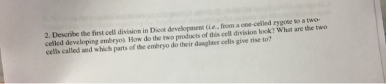 2. Describe the first cell division in Dicot development (i.e., from a one-celled zygote to a two- veloping embryo). How do the two products of this cell division look? What are the two cells called and which parts of the embryo do their daughter cells give rise to?