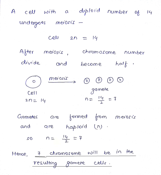 A ceม with a doploïd number et 14 Ater meiojis , chromosome number divide andbecom e hal q mete Cel l 2 Giomete are ermed rom meosis and haploid are 2 Hence, chrorno^ome v b in he resultin amete caus