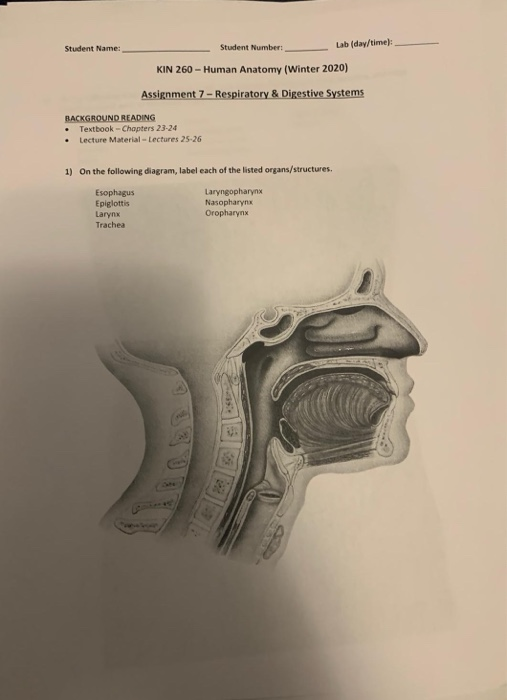 Student Name: Student Number: Lab (day/time): KIN 260 - Human Anatomy (Winter 2020) Assignment 7 - Respiratory & Digestive Sy