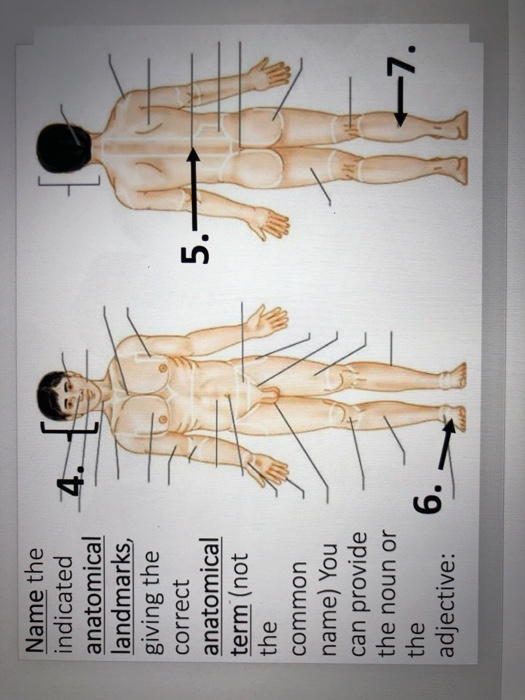 4. 5. Name the indicated anatomical landmarks, giving the correct anatomical term (not the common name) You can provide the n
