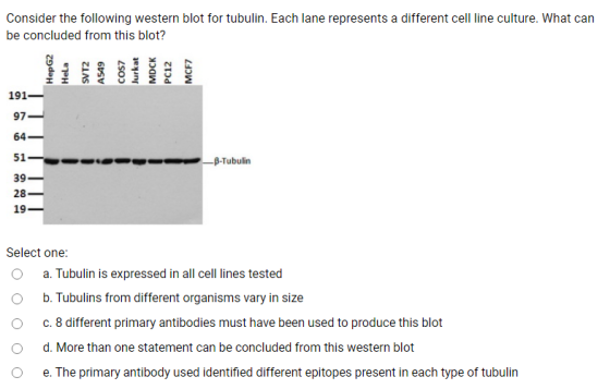 Consider the following western blot for tubulin. Each lane represents a different cell line culture. What can be concluded fr