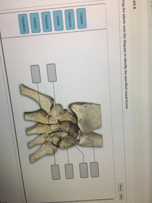 art A Prag the labels onto the diagram to identify the specified carpal bones. Capitate Lunate Trapezoid Pisiform
