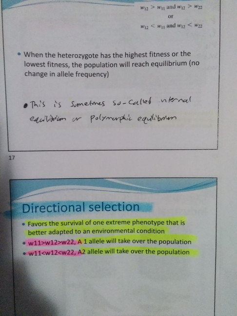 W2> Wand > W22 W2win and 2 <w22 • When the heterozygote has the highest fitness or the lowest fitness, the population will re