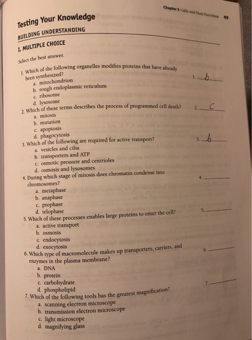 Chapter 3 Cells and Their Functions 49 Testing Your Knowledge BUILDING UNDERSTANDING L. MULTIPLE CHOICE Select the best answer of the following organelles modifies proteins that have already Which been synthesized? a. mitochondrion b. rough endoplasmic reticulum c. ribosome d. lysosome Of these terms describes the process of programmed cell death? a. mitosis b. mutation c. apoptosis d. phagocytosis 2. Which 2. 3. Which of the following are required for active transport? a. vesicles and cilia b. transporters and ATP c. osmotic pressure and centrioles d. osmosis and lysosomes 4. During which stage of mitosis does chromatin condense into chromosomes? 4. a. metaphase b. anaphase c. prophase d. telophase 5. 5. Which of these processes enables large proteins to enter the cell? a. active transport b. osmosis d. exocytosis 6. Which type of macromolecule makes up transporters, carriers, and 6. enzymes in the plasma membrane? a. DNA b. protein c. carbohydrate d. phospholipid 1. Which of the following tools has the greatest magnilfication a. scanning electron microscope b. transmission electron microscope c. light microscope d. magnifying glass