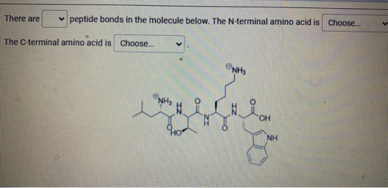 There are peptide bonds in the molecule below. The N-terminal amino acid is Choose... The C-terminal amino acid is Choose...