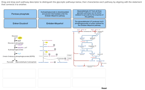 Drag and drop each pathway descriptor to distinguish the glycolytic pathways below, then characterize each pathway by alignin