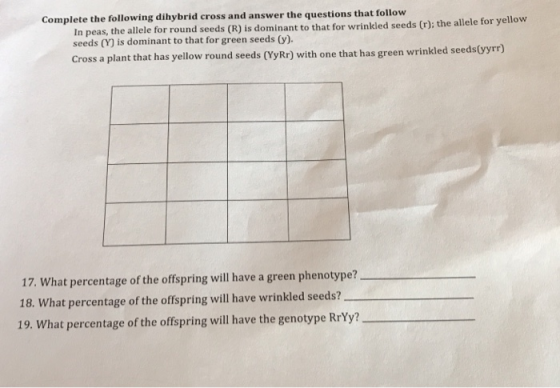 Complete the following dihybrid cross and answer the questions that follow In peas, the allele for round seeds (R) is dominan