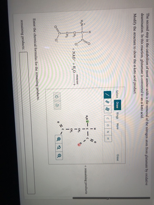 The second step in the catabolism of most amino acids is the removal of the nitrogen atom from glutamate by oxidative deamina