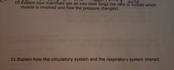 10. Explain how mammals get air into their lungs (be sure to include which muscle is involved and how the pressure changes).
