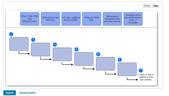 Reset Help TFIIA, TFIIB, TFIIF, and RNA pol II bind. TFIID binds to the TATA box. A5 cap is added to the pre-mRNA TFIIE and