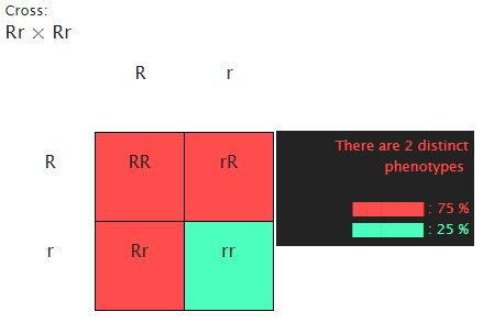 Cross There are 2 distinct phenotypes rR 75 25 % Rr