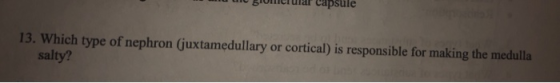 u BIMCI ular capsule 13. Which type of nephron (juxtamedullary or cortical) is responsible for making the medulla salty?