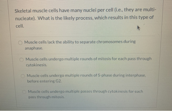 Skeletal Muscle Cells Have Many Nuclei Per Cell i e They Are Multi Nucleate What Is The 