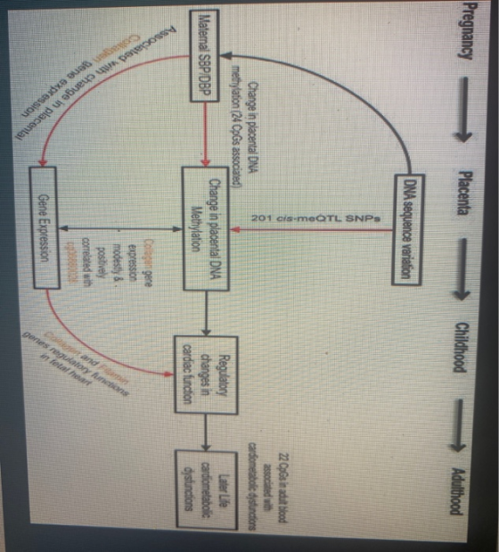 Pregnancy Placenta Childhood Adulthood DNA sequence variation 201 cis-meOTL SNPS 22 CpGs in adult blood associated with cardi