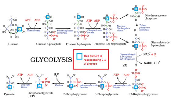 HO-C-H Dihydroxyacetone н о-р-о phosphate ATP ADP H-C-OH но-с-н HO-C-H HO-C-H Fructose phosphate H-C-oH- Phosphoglucose Н-С-О