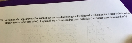 A woman who appears very fair skinned but has one dominant gene for skin color. She marries a man who is white totally recessive for skin color). Explain if any of their children have dark skin (i.e. darker than their mothers). 18.