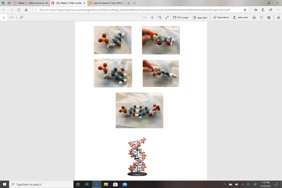a Week 5 - DNA structure. 20 205 Week 5 DNA mode x C Get Homework Help With C + v € → 0 A file:///C:/Users/megan/AppData/Loca