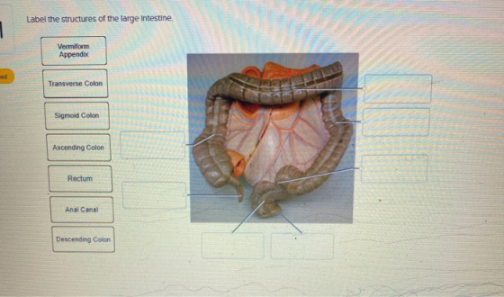 Label the structures of the large intestine. Vermiform Appendic Transverse Colon Sigmoid Colon Ascending Colon Rectum Anal Ca
