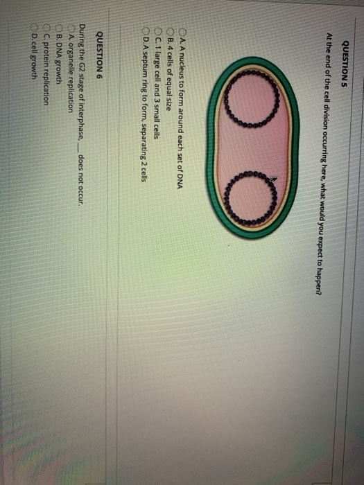 QUESTION 5 At the end of the cell division occurring here, what would you expect to happen? OO A. A nucleus to form around ea