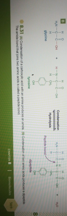 B 0 HN-C-0--OH HO H-N-C-C-OH H CHE H OH O IL H L 1 HNCCNCC-OH + H2O + Condensation Hydrolysis HTCH, glycine Peptide bond NOON