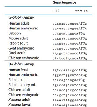 Globin Family Human adult Human embryonic Baboon Mouse adult Rabbit adult Goat embryonic Duck adult Chicken embryonic B-Globin Family Human fetal Human embryonic Rabbit adult Rabbit embryonic Chicken adult Chicken embryonic Xenopus adult Xenopus larval Gene Sequence 12 start +4 agagaacccaccATGg. caccct gecgeCATGt ccagegeggg CATGg caggaagaaaccATGg gaaggaaccac CATGg tcagctge caccATGt ggagetgcaacCATGg ctctcctgcacaATGg. agtccagac geCATGg aggcctgg catcATGg aaac agacagaATGg agaccaga cat cATGg cca acc gcc geCATGg cccgctgccaccATGg tcaactttggeCATGg tcta cage caccATGg
