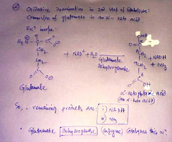 6 Oxidative de animation Conversion of glutamate Rxn involve: in and step of Calabolism: to an &- keto acia + Cool CH₂ + NAD