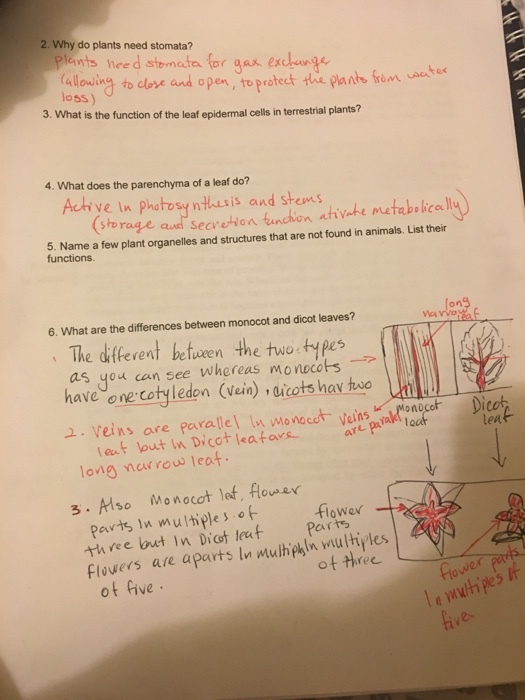 2. Why do plants need stomata? alowing to dlose and open, to protect the plante frem loss) 3. What is the function of the leaf epidermal cells in terrestrial plants? 4 What does the parenchyma of a leaf do? Achiye n Photosy nthasis and stems 5. Name a few plant organelles and structures that are not found in animals. List their functions. on Ma 6. What are the differences between monocot and dicot leaves? ren ween the two as you can see whereas monocots have one cotyfledon (vein) dicots hav too 2. veins are parallel Inwonocot Veins er nach Diet lea onocof long nearow leat. 3. Also Monocot let. Aower flower thvee but In Diot leutParts Flowers are aparts ln mulhph h wiul hiles of three ot ive