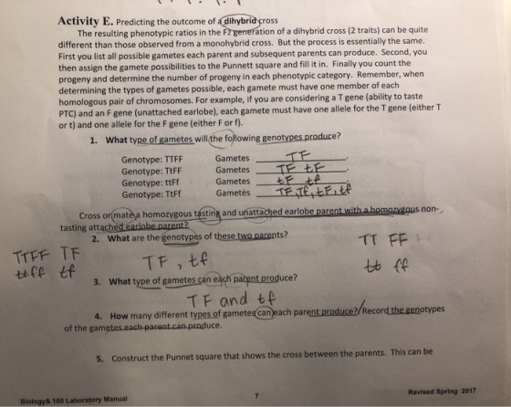 . . . Activity E. Predicting the outcome of a dihybrid cross The resulting phenotypic ratios in the F2 generation of a dihybr