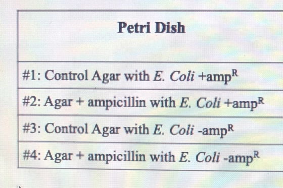 Petri Dish #1: Control Agar with E. Coli +ampR #2: Agar + ampicillin with E. Coli +ampR #3: Control Agar with E. Coli -ampR #