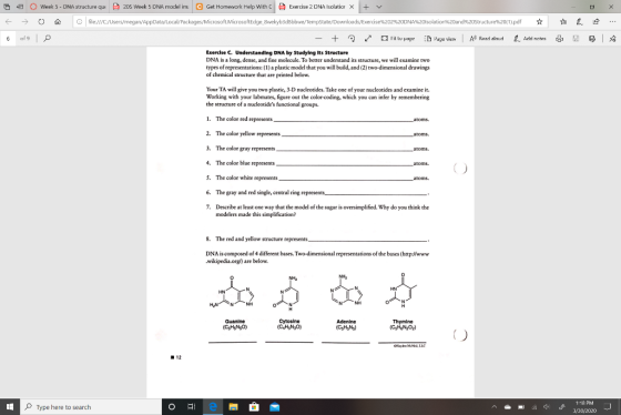 G 6 Week 5 - DNA structure qu: 205 Week 5 DNA model im. Get Homework Help With C Exercise 2 DNA Isolatice x + V C file:///C/U