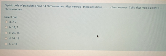 Diploid cells of pea plants have 14 chromosomes. After meiosis I these cells have ......... chromosomes. Cells after meiosis