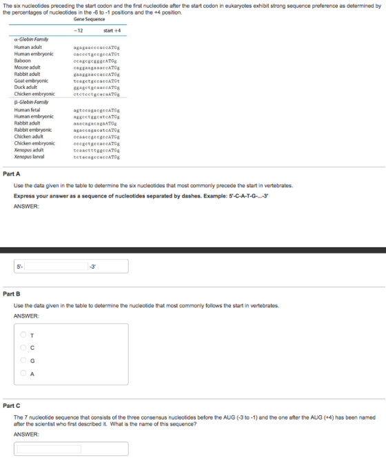 The six nucleotides preceding the start codon and the first nucleotide after the start codon in eukaryotes exhibit strong sequence preference as determined by the percentages of nucleotides in the -6 to -1 positions and the +4 position. Gene Seq 12 start +4 Globin Family Human adult agagaacccaccATCg Human embryonic caccctge cgeCATGt Baboon ccagegegggCATGg Mouse adult caggaagaaaccATGg Rabbit adult gaagga accaccATGg Goat embryonic tcagetgecac CATGt Duck adult ggagetge accATGg Chicken embryonic etet eetgeacaATGg B-Globin Family Human fetal agtecagac geCATGg Human embryonic aggectggcatCATGg Rabbit adult aaacaga cagaATGg Rabbit embryonic agaccagacatCATOg Chicken adult ccaiacc gecgo CATGg Chicken embryonic adult tcaactttggeCATGg Xenopus larval tctac age caccATGg Part A Use the data given in the table to determine the six nucleotides that most commonly precede the start in vertebrates. Express your answer as a sequence of nucleotides separated by dashes. Example: 5-C-A-T-G-...-3 ANSWER: Part B Use the data given in the table to determine the nucleotide that most commonly follows the start in vertebrates. ANSWER: Part C The 7 nucleotide sequence that consists of the three consensus nucleotides before the AUG 3 to -1)and the one after the AUG (+4) has been named after the scientist who first described it. What is the name of this sequence? ANSWER: