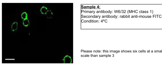 Sample 4: Primary antibody: W6/32 (MHC class 1) Secondary antibody: rabbit anti-mouse FITC Condition: 4°C Please note: this i