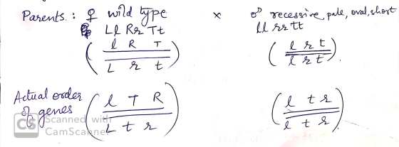 X pale, oval, shost. Parents.: . os recessive ll rett q wild type Le Rrit i I RI . Į r t cas). Actual order c l T R ch genes