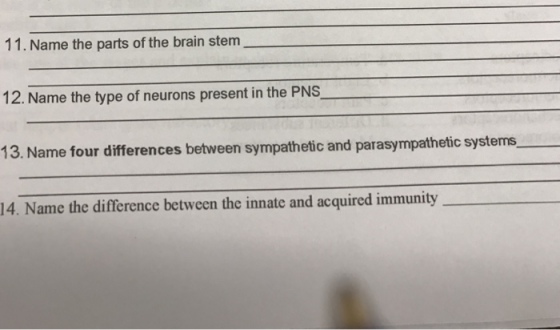 Name the parts of the brain stem Name the type of