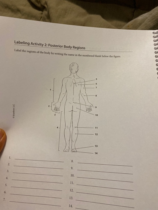Labeling Activity 2: Posterior Body Regions Label the regions of the body by writing the name in the numbered blank below the