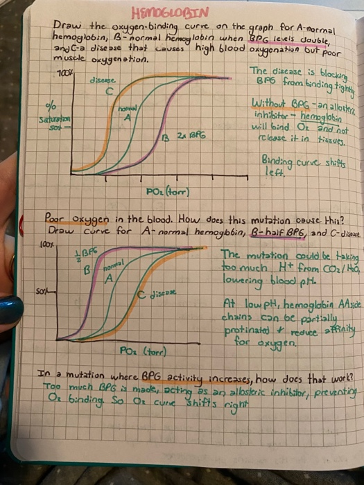 HEMOGLOBIN Draw the oxygen-binding curve on the graph for A-normal hemoglobin, B normal hemoglobin when BPG levels double and