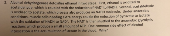 Alcohol dehydrogenase detoxifies ethanol in two steps. First, ethanol is oxidized to acetaldehyde, which is coupled with the