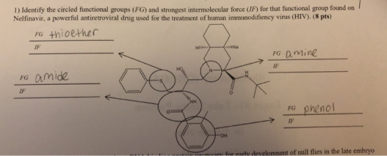 1) Identify the circled functional groups (FG) and strongest intermolecular force (IF) for that functional group found on Nel