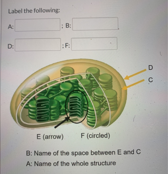 Label the following: E (arrow) F (circled) B: Name of the space between E and C A: Name of the whole structure
