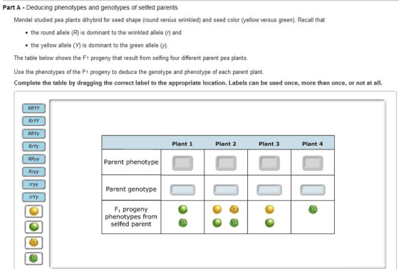 Deducting phenotypes and genotypes of selfed paren
