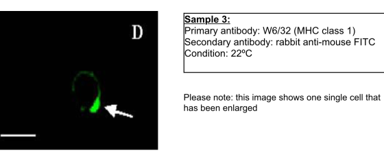 Sample 3: Primary antibody: W6/32 (MHC class 1) Secondary antibody: rabbit anti-mouse FITC Condition: 22°C Please note: this