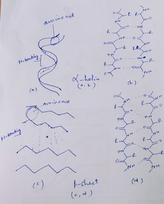 amino and WH...o R e | - - - - HN H-bonding no x-helin amino and H-bond ΝΗ (d) B-sheet (c,d)