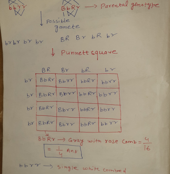 I BbRy -> Parental genotype possible gamete BR Br br br br br br br I punnett square BR BY br br br/Bb Rr/Bb bord borr br Bor