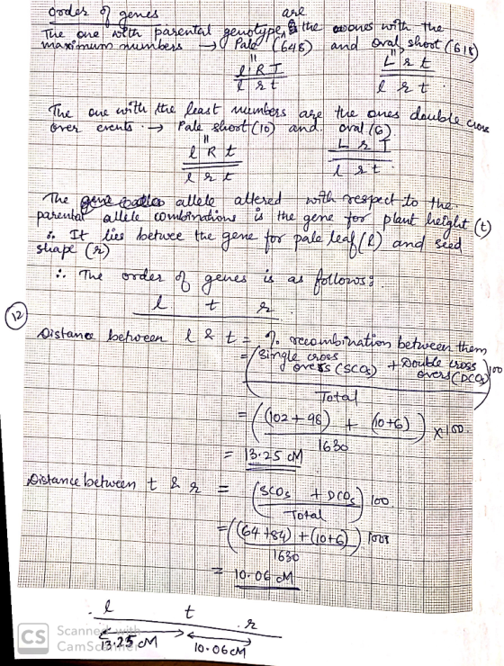 genes odoh are ones with tt The one at the parental genotype, the maximum numbers a Pale (648) and oral shoot (618) ORI Я Е T