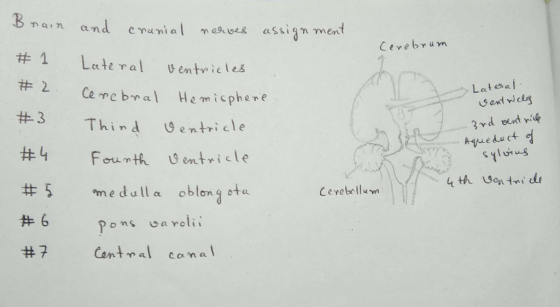 #1 Lcct1 YaI ventricles # 2 Cerc bmal Hemisphere #3 Thind entri cle Lat esa 3rd ot ih #5 #6 #7 medulla oblon gotu Cent n α canal