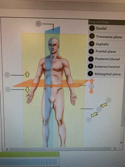 Drag and Drop Caudal Transverse plane Cephalic 4 Frontal plane Posterior/dorsal 6 Anterior/ventral 7 Midsagittal plane 5