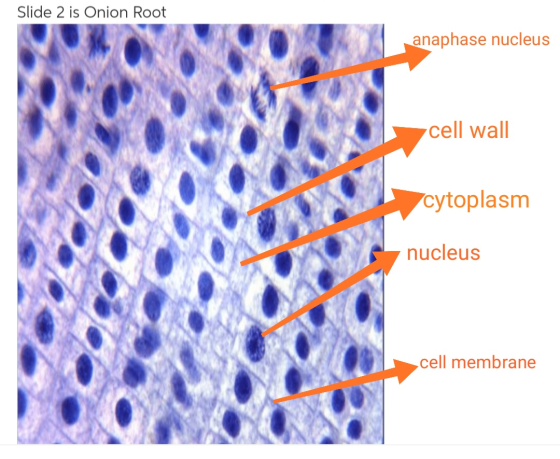 Slide 2 is Onion Root anaphase nucleus cell wall cytoplasm nucleus cell membrane