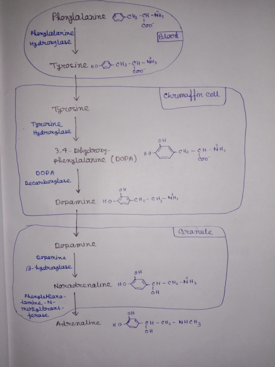 CH₂ - CH - Nits coo Phonylalanine Phenylalanine Hydroxylase Blood Tyrosine no CH₂ - CH - NHS Chromaffin cell Tyrosine Tyrosin